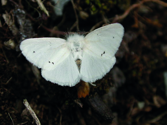 Papillon Cul-Brun - Fleurs volantes